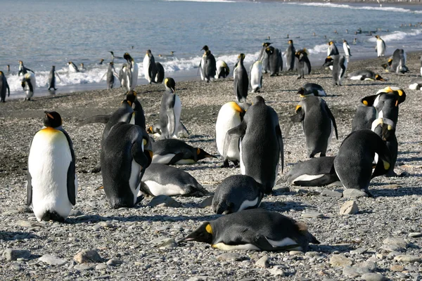 Koloni Kral penguen Güney Georgia — Stok fotoğraf