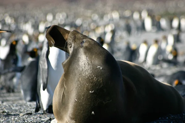 Печать зевает на пляже, полном пингвинов — стоковое фото