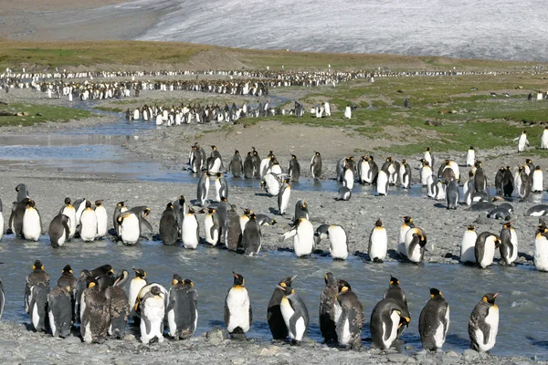 Colônia do Rei Pinguim na Geórgia do Sul — Fotografia de Stock