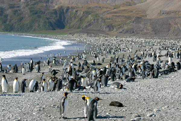 Koloni av kung pingvin i Sydgeorgien — Stockfoto