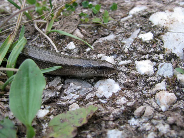 stock image Snake