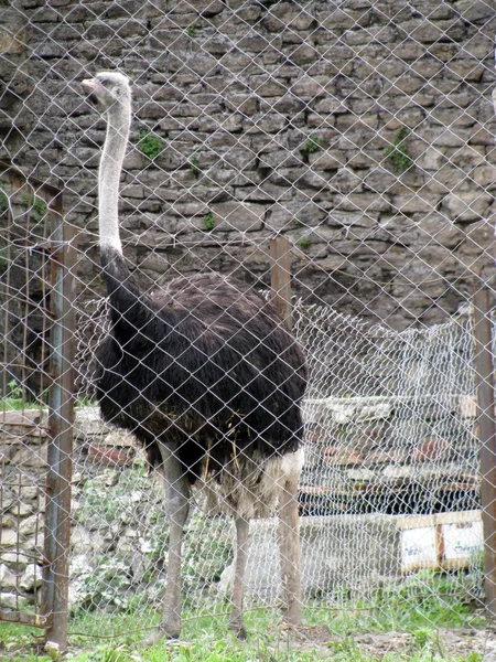 stock image Ostrich