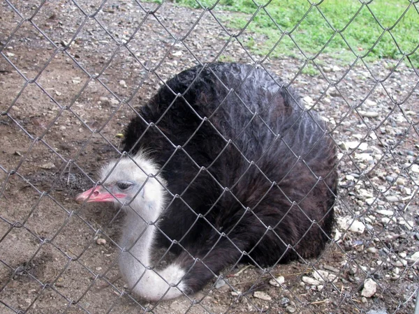 stock image Ostrich