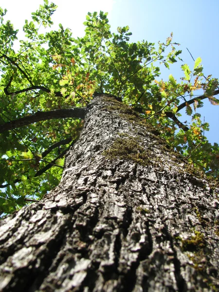 stock image Wood