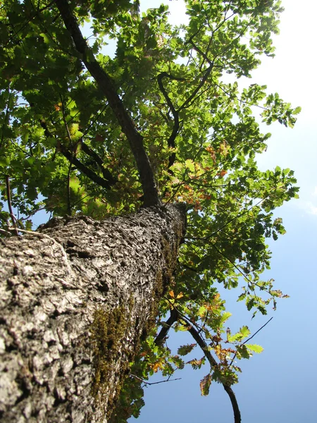 stock image Wood