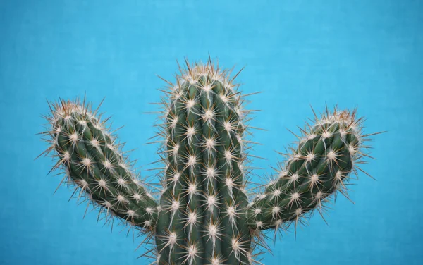 Stock image Spiky Cactus.