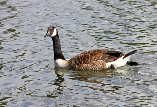 Канада Goose. — стоковое фото