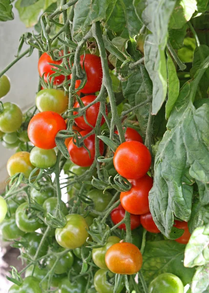 Fábrica de tomate . — Fotografia de Stock