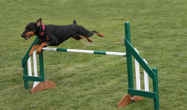 Скачущая собака . — стоковое фото