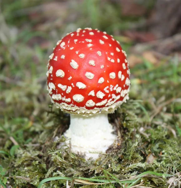 Muchomůrka houby. — Stock fotografie