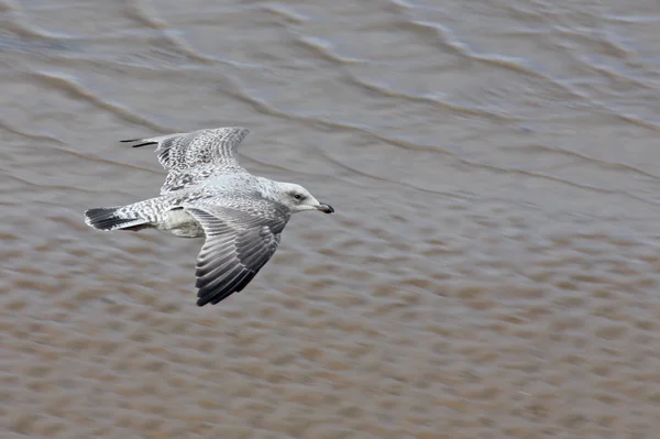 Uma gaivota voadora . — Fotografia de Stock