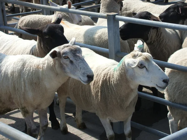 Plumas de oveja . — Foto de Stock