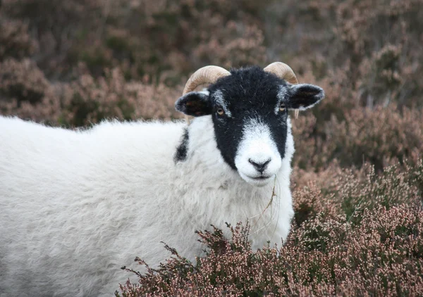 Uma ovelha de charneca . — Fotografia de Stock