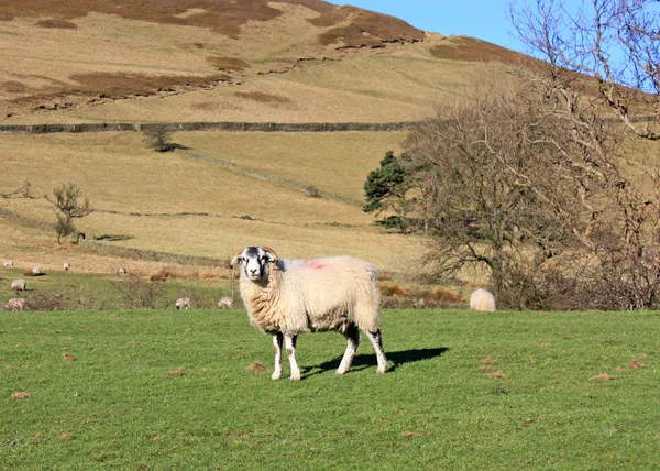 Un mouton de colline . — Photo