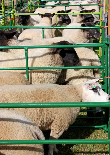 Canetas de ovinos . — Fotografia de Stock