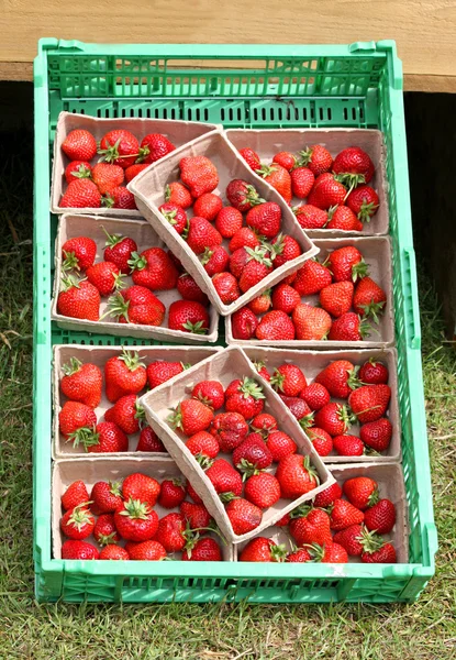 Pompes de fraises . — Photo