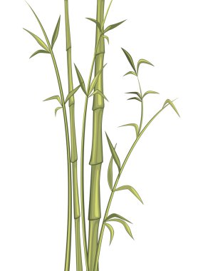 Bambu.