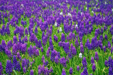 çiçek açan muscari