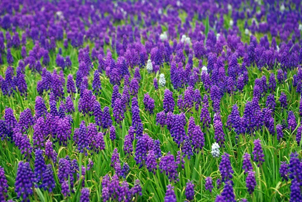 Stock image Blooming muscari