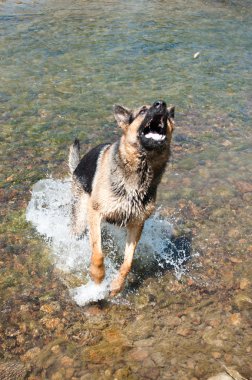 nehir arasında bir köpektir