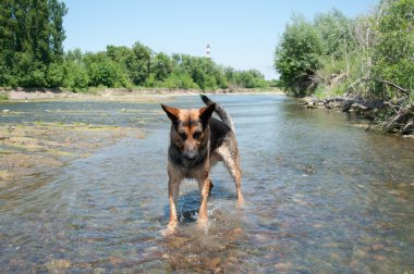 nehir arasında bir köpektir