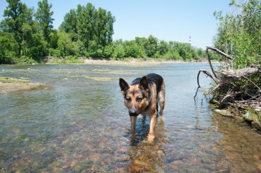 nehir arasında bir köpektir