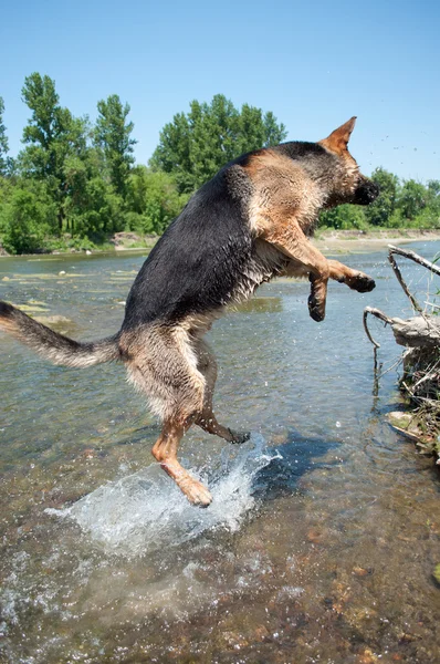 Stock image A dog is among the river