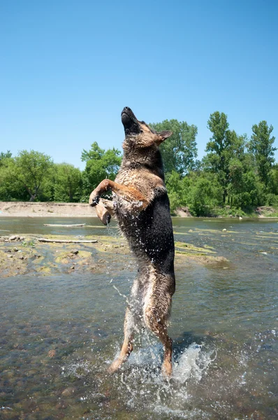 stock image A dog is among the river