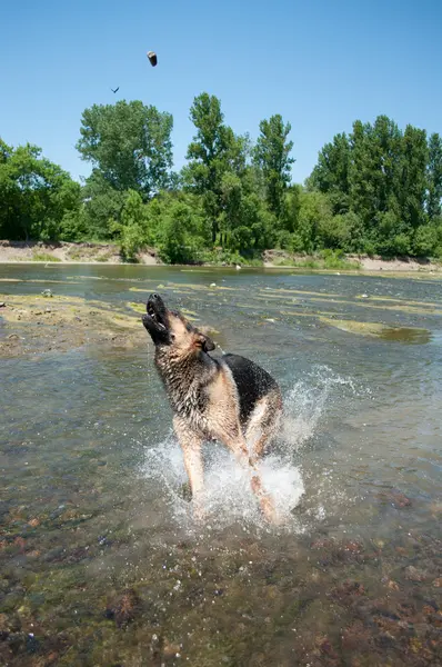 stock image A dog is among the river