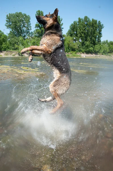 Stock image A dog is among the river