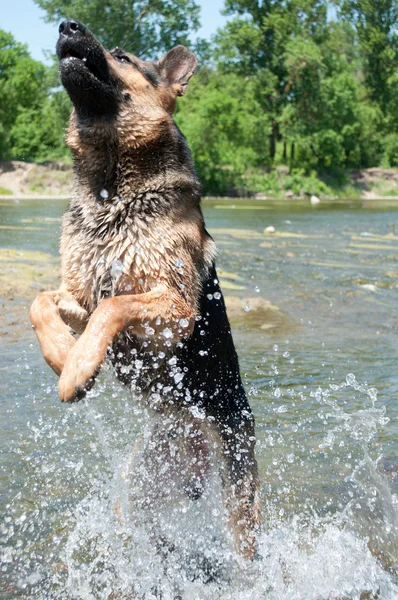 stock image A dog is among the river