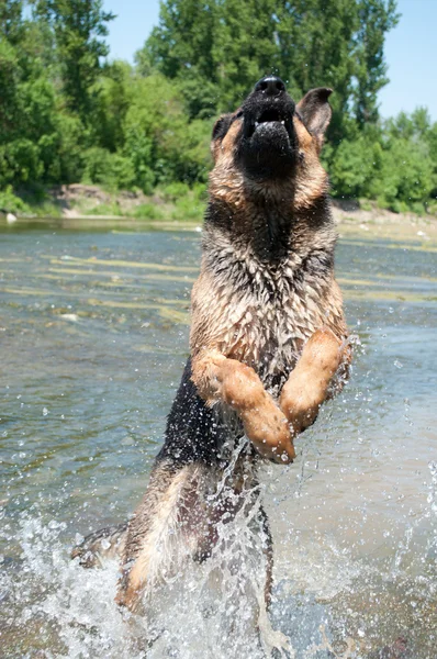 stock image A dog is among the river