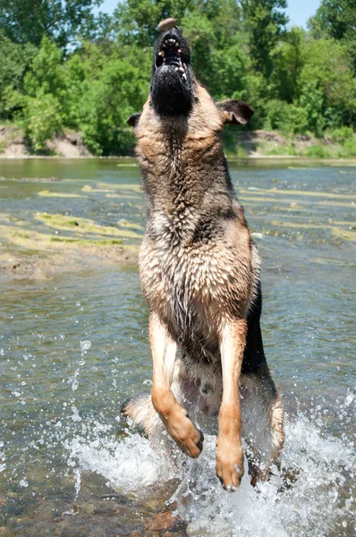 stock image A dog is among the river