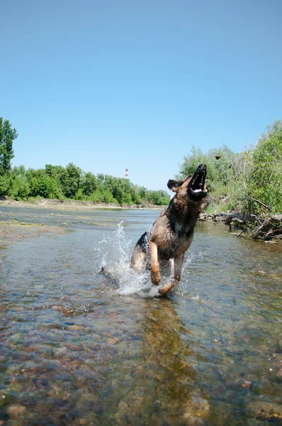 stock image A dog is among the river