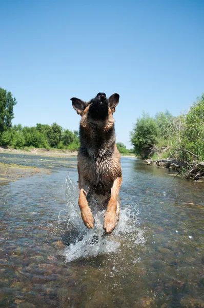 stock image A dog is among the river