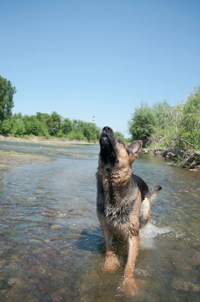 stock image A dog is among the river