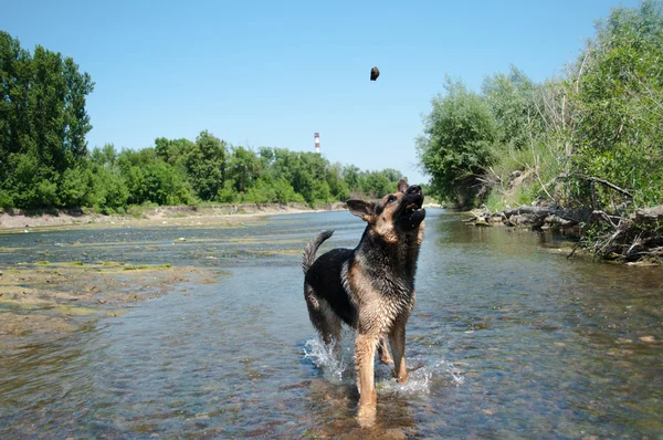 stock image A dog is among the river