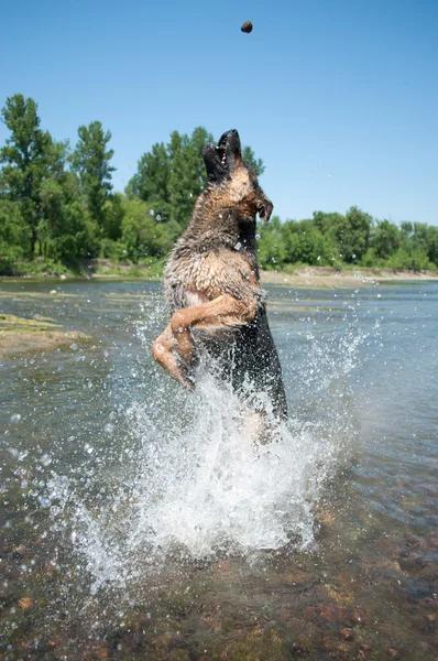 stock image A dog is among the river