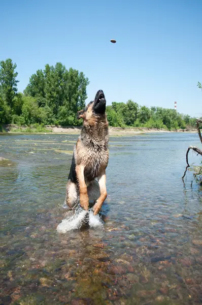 stock image A dog is among the river