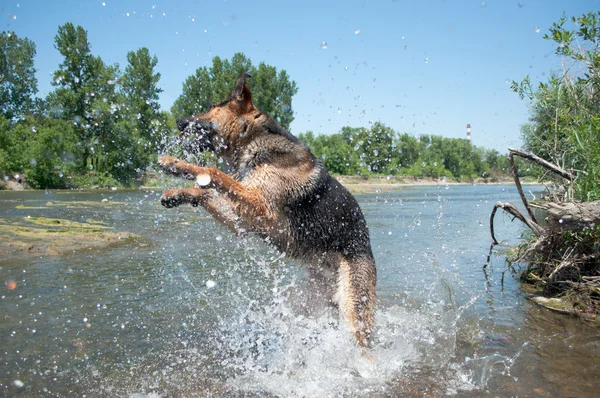 Stock image A dog is among the river