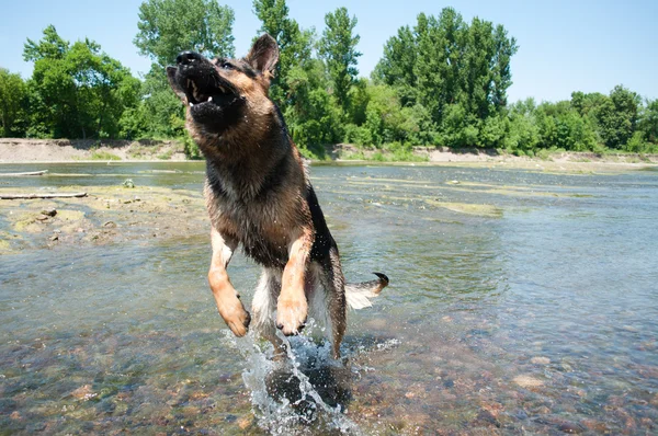 stock image A dog is among the river