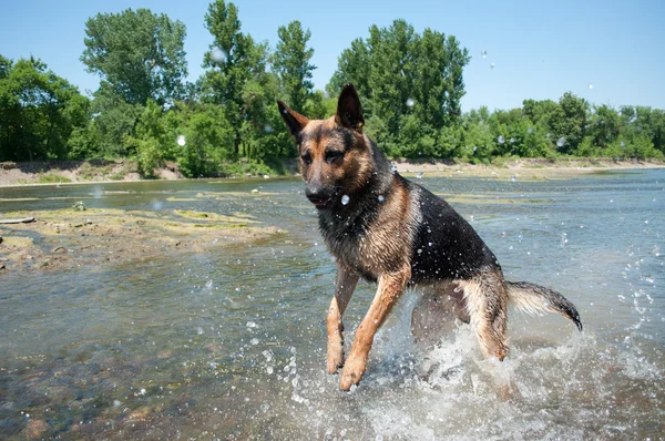 stock image A dog is among the river