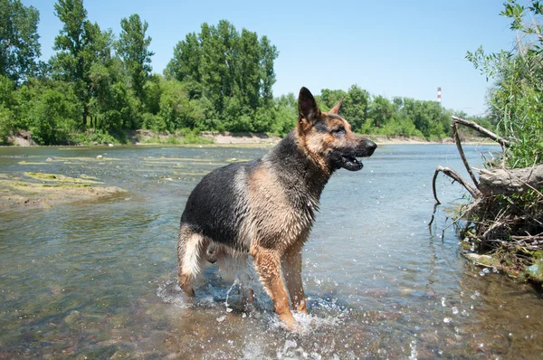 Stock image A dog is among the river