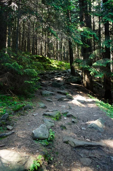 stock image Mountain trail