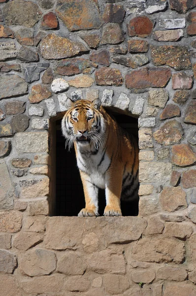 Big Tiger — Stock Photo, Image