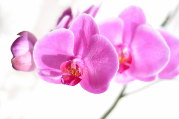 Stock image Pink orchid flower