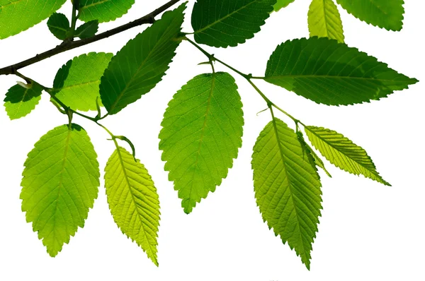 stock image Leaves isolated on white