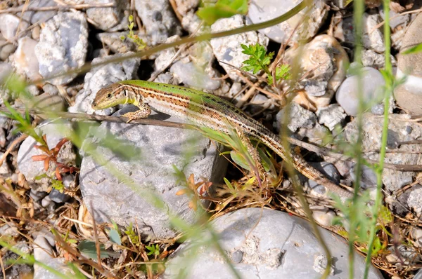 stock image Lizard on the rock