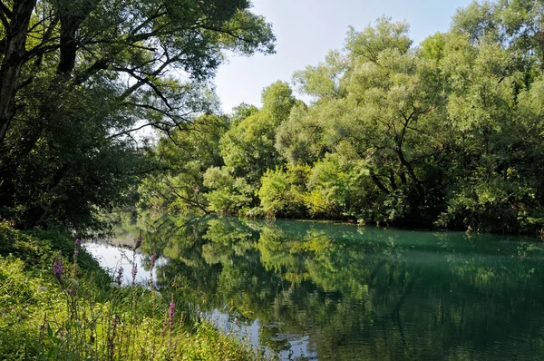 stock image River in the forest