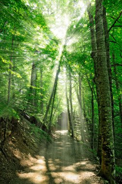 Forest road with light beams clipart